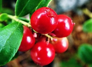 Anthocyanin chiết xuất từ quả nam việt quất có tác dụng gì đối với sức khỏe?